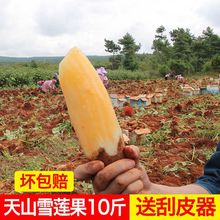 云南产天山雪莲果爆甜新鲜水果时令当季孕妇水果清甜10/5/3斤装