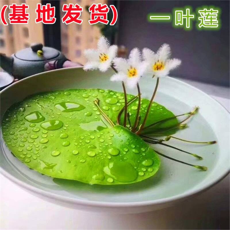 One-Leaf Lotus Duckweed Hydroponic Plant Fish Tank Aquatic Plant Landscaping Bowl Lotus Water Lily Water Health Purification Water Quality Blooming in All Seasons
