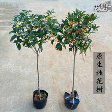 ԭ�����ܵ������ظߗU������ļ�����҃������Ϙ�����ͥԺ��