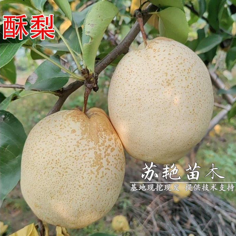 新品种晚熟梨树果苗山东酥梨树苗特大盆栽地栽梨苗南北方种植