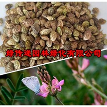 批发红豆草种子 多年生种子 驴食豆青饲草林田果园绿肥牧草种子