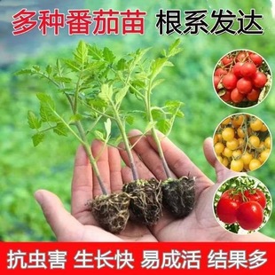 �߲����ཷ�緬�����t���}Ů��������z�������S�����̨ͥԺ�Nֲ