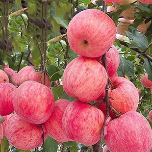 Grafted Apple Saplings, Red Fuji Dwarf Seedlings, Golden Crown Grafted Potted Seedlings, Planted in the North and South in the Same Year