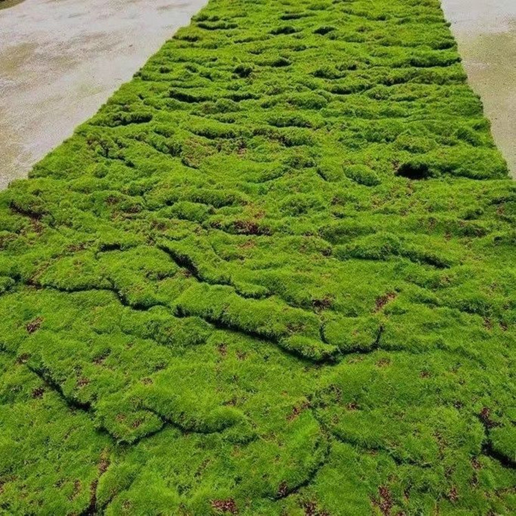Fake Moss Simulated Moss Turf Lawn Landscaping Bonsai Artificial DIY Bionic Micro Landscape Green Plant Decoration Fake Moss Simulated Moss Turf Lawn Landscaping Bonsai Artificial DIY Bionic Micro Landscape Green Plant Decoration
