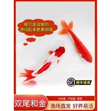 日本和金金鱼蝶尾观赏鱼锦鲤淡水鱼冷水鱼双尾金鱼好养耐活懒人鱼