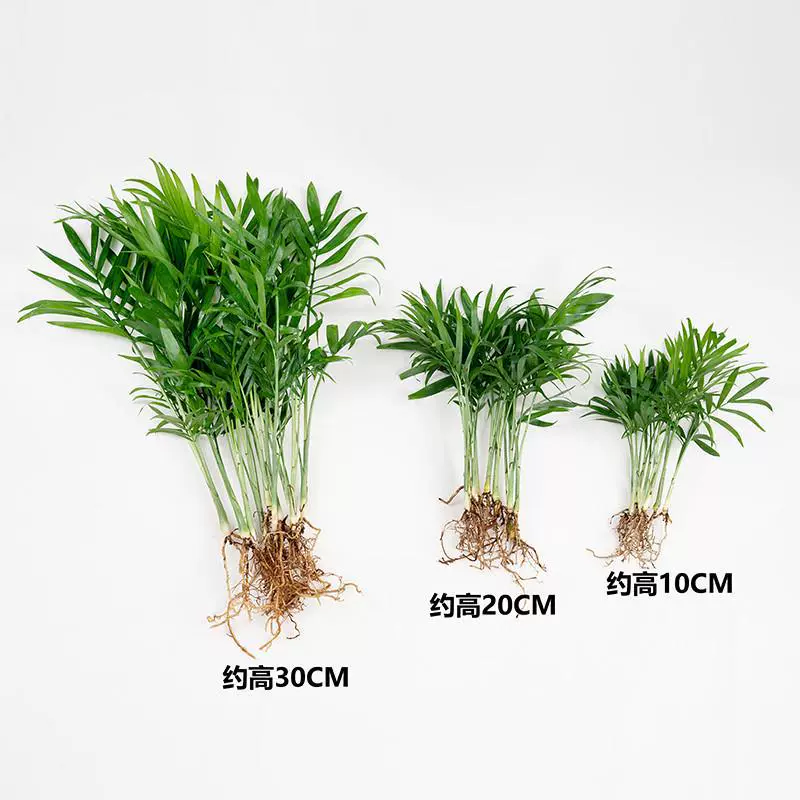 Карманный репеллент от комаров, кокосовая пальма, зеленое растение, цветок, комнатная гидропоника, гостиная, вечнозеленый, легкий в уходе, бамбук с хвостом феникса.