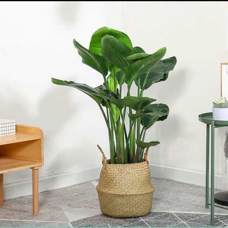 꼰 바구니 포함