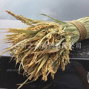 Factory wholesale dried rice flowers natural real rice air-dried bouquet shooting props pastoral decoration ornaments rice flowers