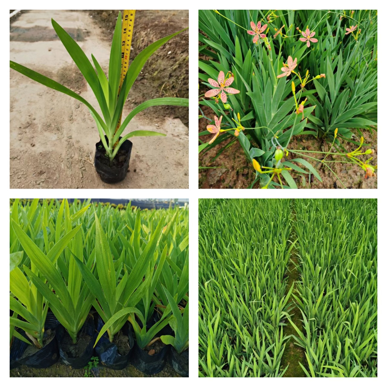 射干袋苗 基地批发工种程小袋苗 中山绿植地被基地 黄花鸢尾