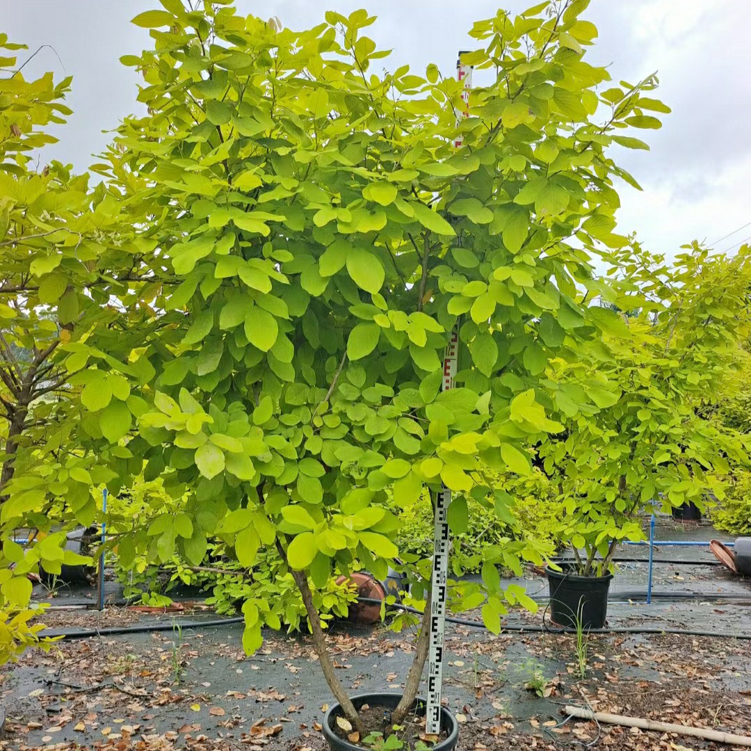 2311 gardening base wholesale supply of gold leaf umbrella flower fake pigeonpea potted seedlings 2-3 meters high gold leaf trees