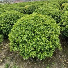基地大量批发瓜子黄杨球/豆瓣黄杨球小叶黄杨雀舌黄杨优质根系旺