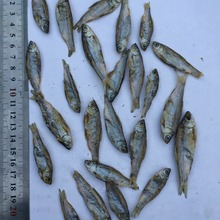 Օ3-5cmחl~~ZZˮς}Z؈Z~