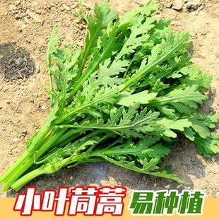 Large-Leaf and Small-Leaf Chrysanthemum Seeds, Emperor Vegetables, Autumn and Winter Seeds, Vegetables, Larvae Seeds, Chrysanthemum Seeds, Green Vegetables