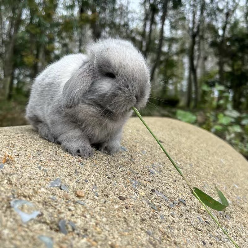 小さなウサギ、生きているノームウサギ、成長しない、ミニプリンセス、オランダ垂れ耳ウサギ、ティーカップウサギ、飼い慣らされたペットウサギ|undefined