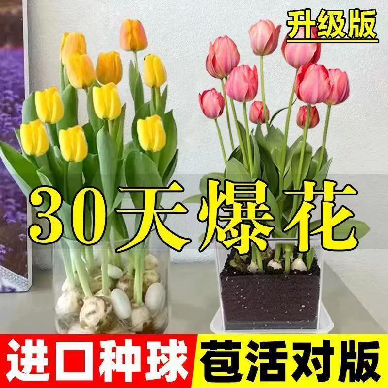 Импортированные тюльпаны, гидропонные семена для водной культуры, луковицы для всех сезонов: осень, зима и весна, морозостойкие дворовые комнатные и уличные цветы и зеленые растения.