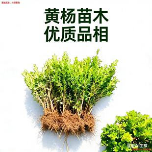 �����S�����ͺ��ͺ�ͥԺ�e���h�ʄe��С�^�G�������ľ�@��ֲ��