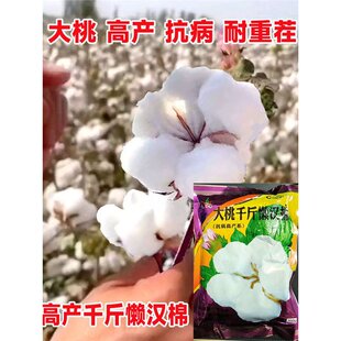 �½��޻��N�ӷN�Ѵ���Nֲ�r���ļ��߮aǧ��Нh�޷N�����ݴ�����