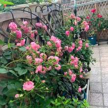 月季玫瑰老桩苗大花浓香四季花卉绿植物室外阳台庭院爬藤月季苗4