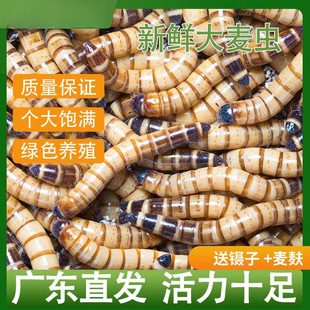 �����x���Bֳ���g�}���S���x���l�����،m�Bʳ���~���׷��������l