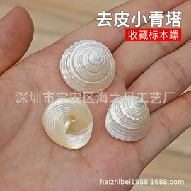 海螺/贝壳;工艺原料;diy饰品