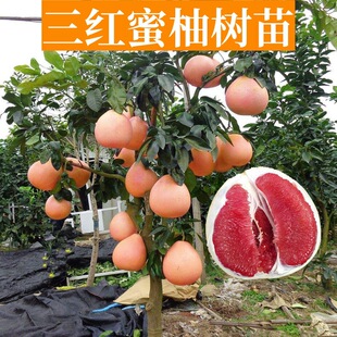 ���t���֘����ϱ���ͥԺ���d�Nֲ�޽ӹ������ش�t�����Ӯ���Y��