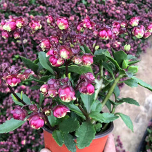 七彩重瓣宫灯长寿花苗盆栽倒挂金钟灯笼四季开花卉绿植室内好养花