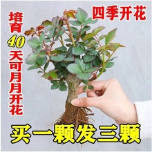 玫瑰花苗老根特大盆栽浓香月季花苗绿植花卉四季开花好养花卉批发