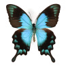 걾δչߴ Papilio lorquinianusԭA1