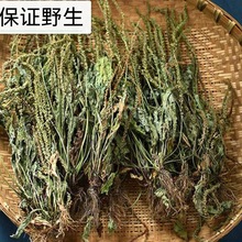 四川野生车前草排酸利尿新货晒干车前草茶中药材新鲜干货带穗整颗