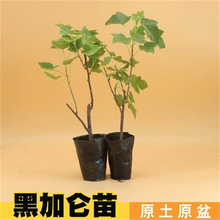 �ڼӁ������� ����l؛ ��ݮ��ڴ�����ڶ��箔��Y���ϱ����Nֲ