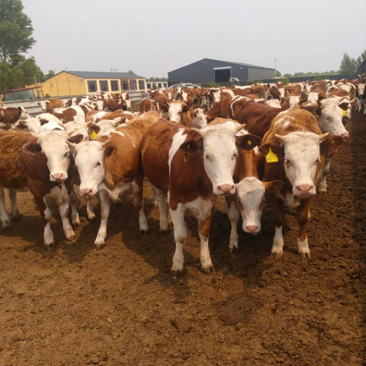 Запрос цены крупного рогатого скота живой оптовый рынок мясного скота Симментальская цена мяса крупного рогатого скота