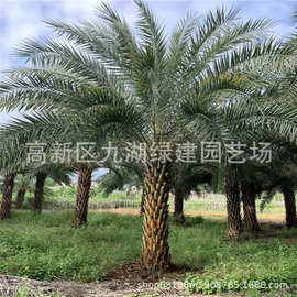 中东海枣杆高1-7米福建直供 批发银海枣 狐尾椰子各种棕榈科植物