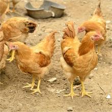 产蛋王土鸡活体成年产蛋古典鸡一斤重到家开始产蛋散养土鸡笨鸡
