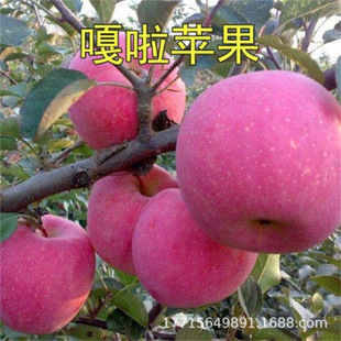 �ۼtŮʿ���Ե��d������ �ϱ����޽���Ʒ�N ��ɭ�O������ �O����