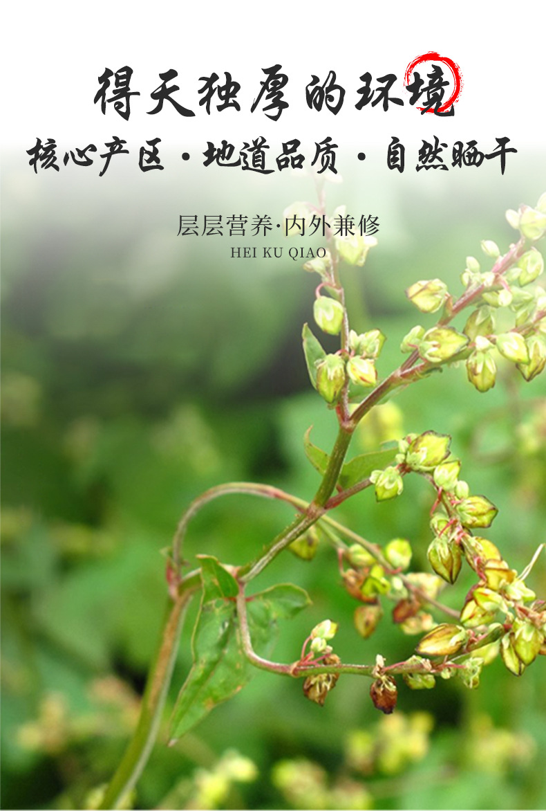 Yellow Tartary Buckwheat Tea Ku Qiao Cha 500g Roasted Loose Grain Tea from Sichuan Daliangshan Sugar Free key features