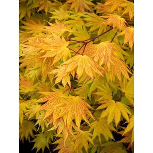 �����S�����ë����ȪͥԺ�����ͺ��͟�t��ֲ��һ��һ��