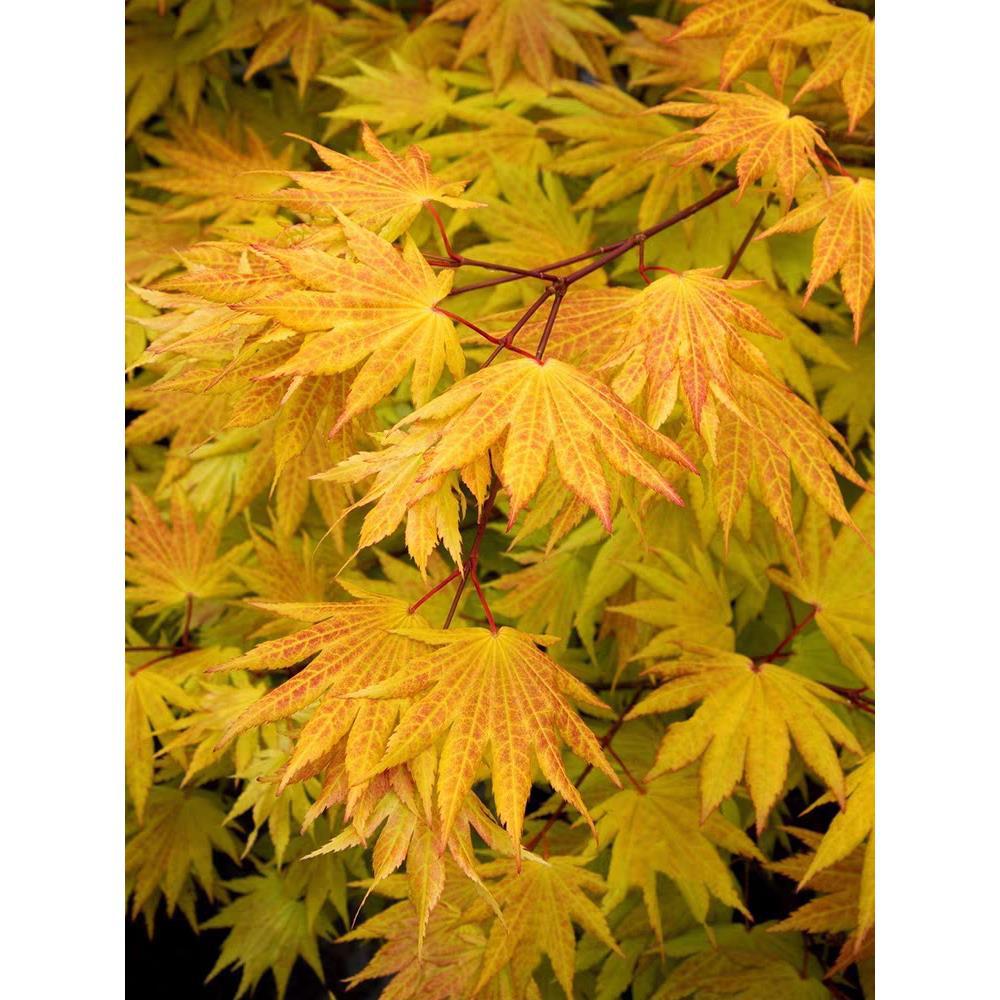 枫树黄金枫羽毛枫流泉庭院盆栽耐寒耐热红枫植物一物一拍