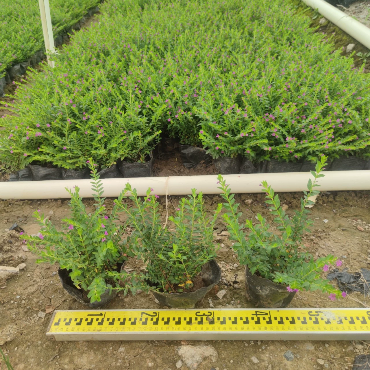 2306 питомник поставляет саженцы звездной чашки 10-20 см высокой голубой звезды