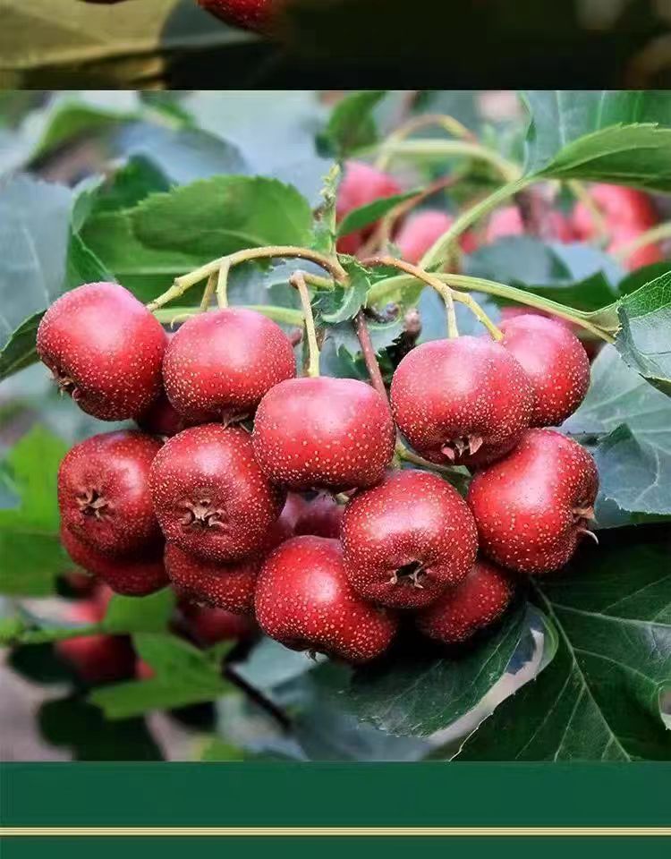 Seedless Dried Hawthorn Slices Shan Zha 山楂 Pitted Hawthorn Rings for Tea and Infusions 1000g Vacuum Packed key features