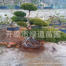 耐寒东北红豆杉造型树常绿地被辽宁红豆杉小苗造园红豆杉树球盆景