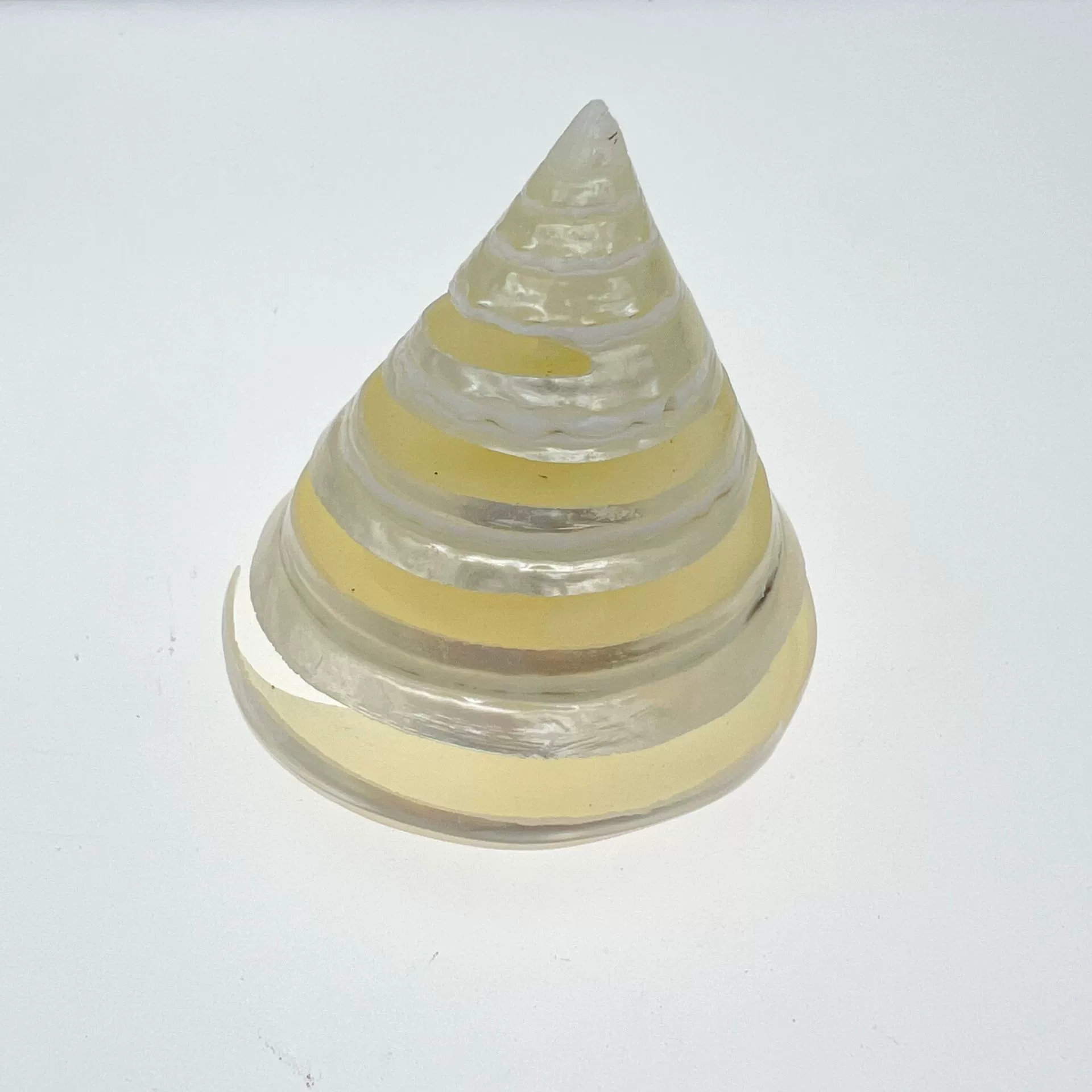 Study natural shell conch fluorescer tower snail tank landscaping decorative shell conch DIY crafts