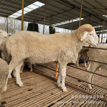 �N����ɽ���� ����ɽ������ Сβ�������������u��