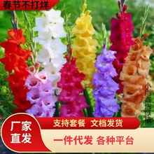 һ�����l�����L�����ф��m�N��ͥԺ�̨�ͺ��͟Ứ��ֲ�����Ե���