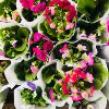 Wholesale various flowers potted courtyards office desktop viewing flowers green plantation orchid chrysanthemum hydrangea lavender plants