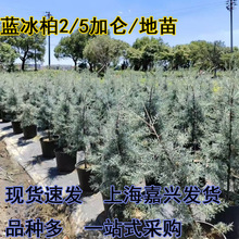 �{���������ɰ���GС��ľ�����ɰ��}�Q��������ͺ��͟ᾰ�^��