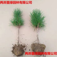 ���ɘ��� ����С�� �辰�����ز�ֲ����G�����NҎ����ľ���l
