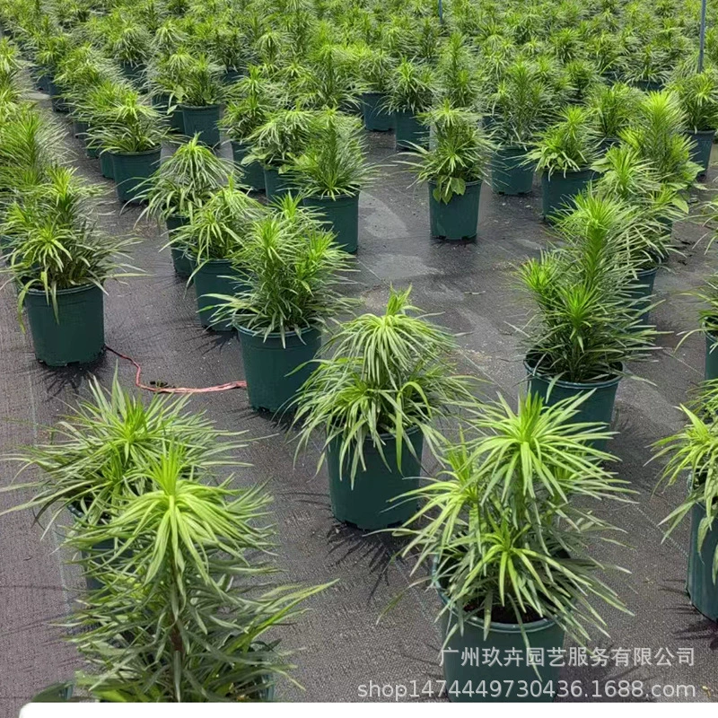 Змеиный хлыст трава (Хризантема) многолетнее корневое растение ландшафтный дизайн клумбы цветок зеркало двор вилла декоративное зеленое растение