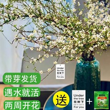 ѩ���r֦��֦֧���ԇ�ѩ�廨��ˮ��ֲ���҃Ⱥ��B�Gֲ��ľ�괺����