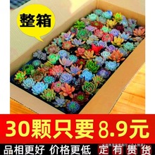 新款肉植物组合盆栽品种套装新手一稀有多肉肉植物整箱贵货微景观