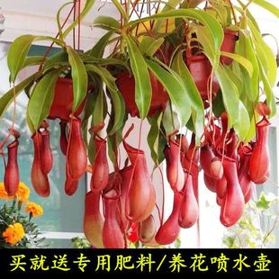 �i�\�ݲ�ω�ݴ�̖����ʳ�xֲ����x����ļ��҃���Ȥ��ͯ�Gֲ����